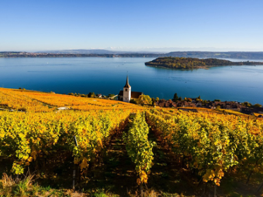 Bilde: Swiss Wine Promotion | Weinernte 2018: Quantitative und qualitative Rekordernte 